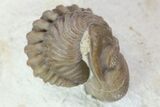 Two Nice Paciphacops Trilobites - Oklahoma #104101-6